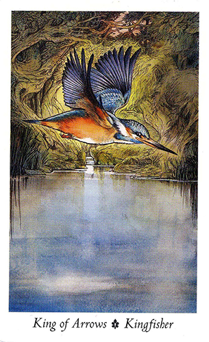 kingfisher