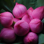 pink-lotus