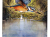 kingfisher
