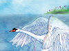 Swan